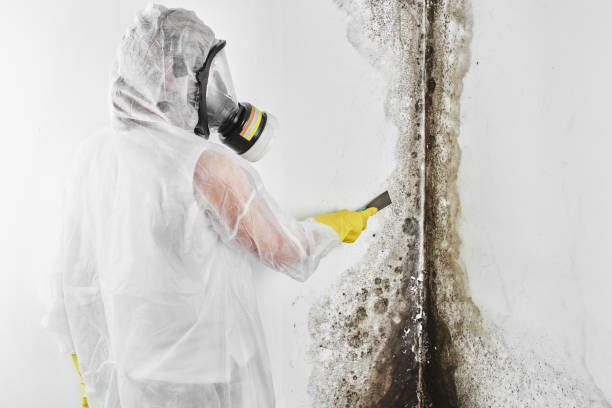 Best Office Mold Removal Services  in Nicholson, GA