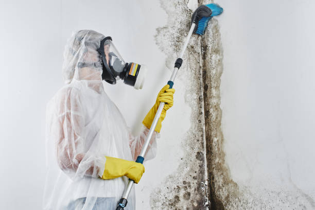 Best Black Mold Removal  in Nicholson, GA
