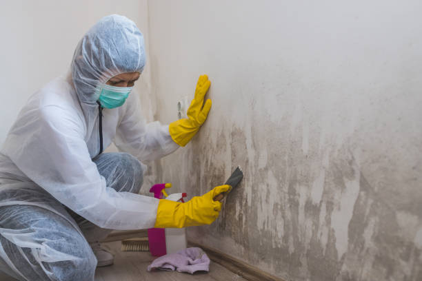 Best Local Mold Removal Service  in Nicholson, GA