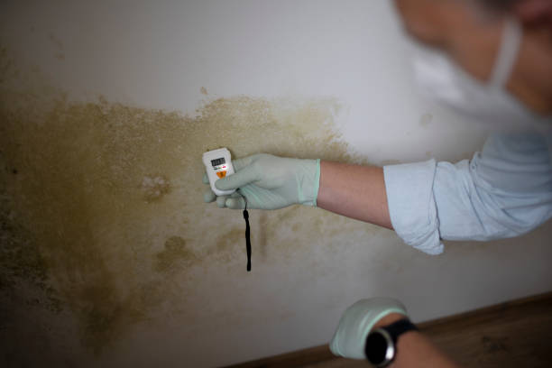 Best Crawl Space Mold Removal  in Nicholson, GA