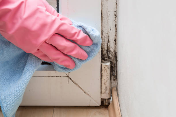 Best Emergency Mold Removal  in Nicholson, GA