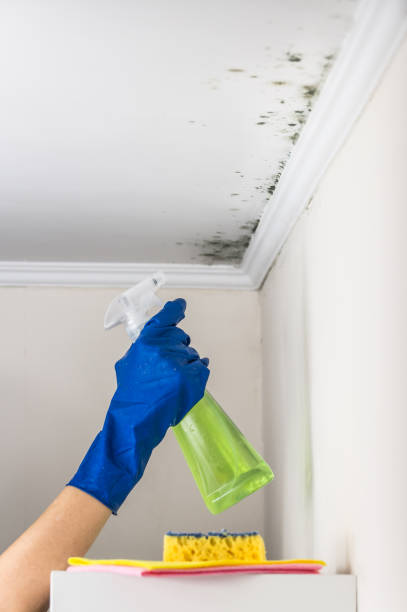 Best Mold Damage Repair  in Nicholson, GA