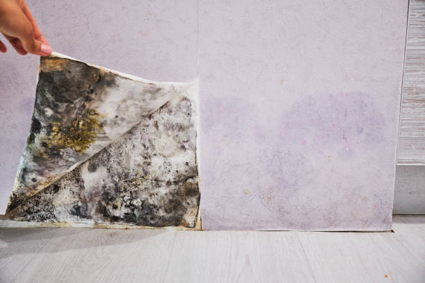 Reliable Nicholson, GA Mold Removal Solutions